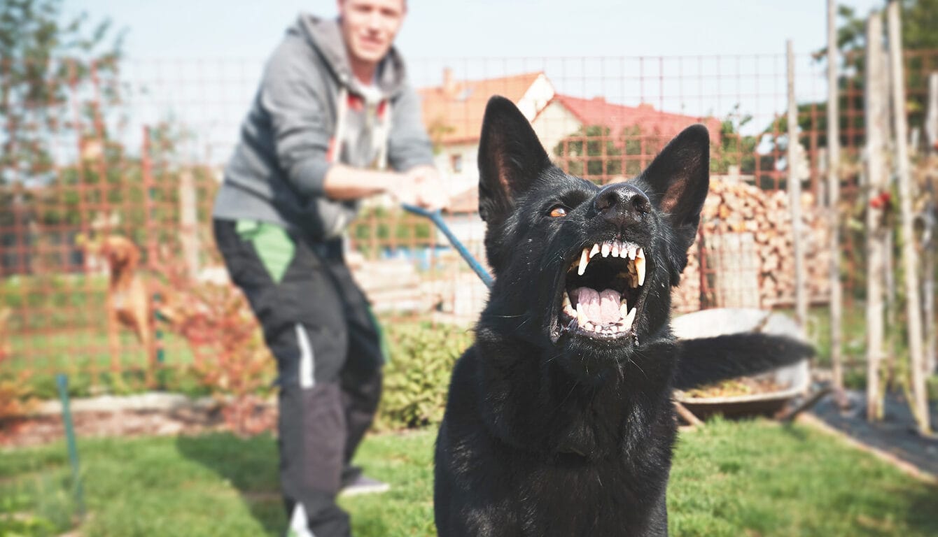 New Orleans Dog Bites Lawyer