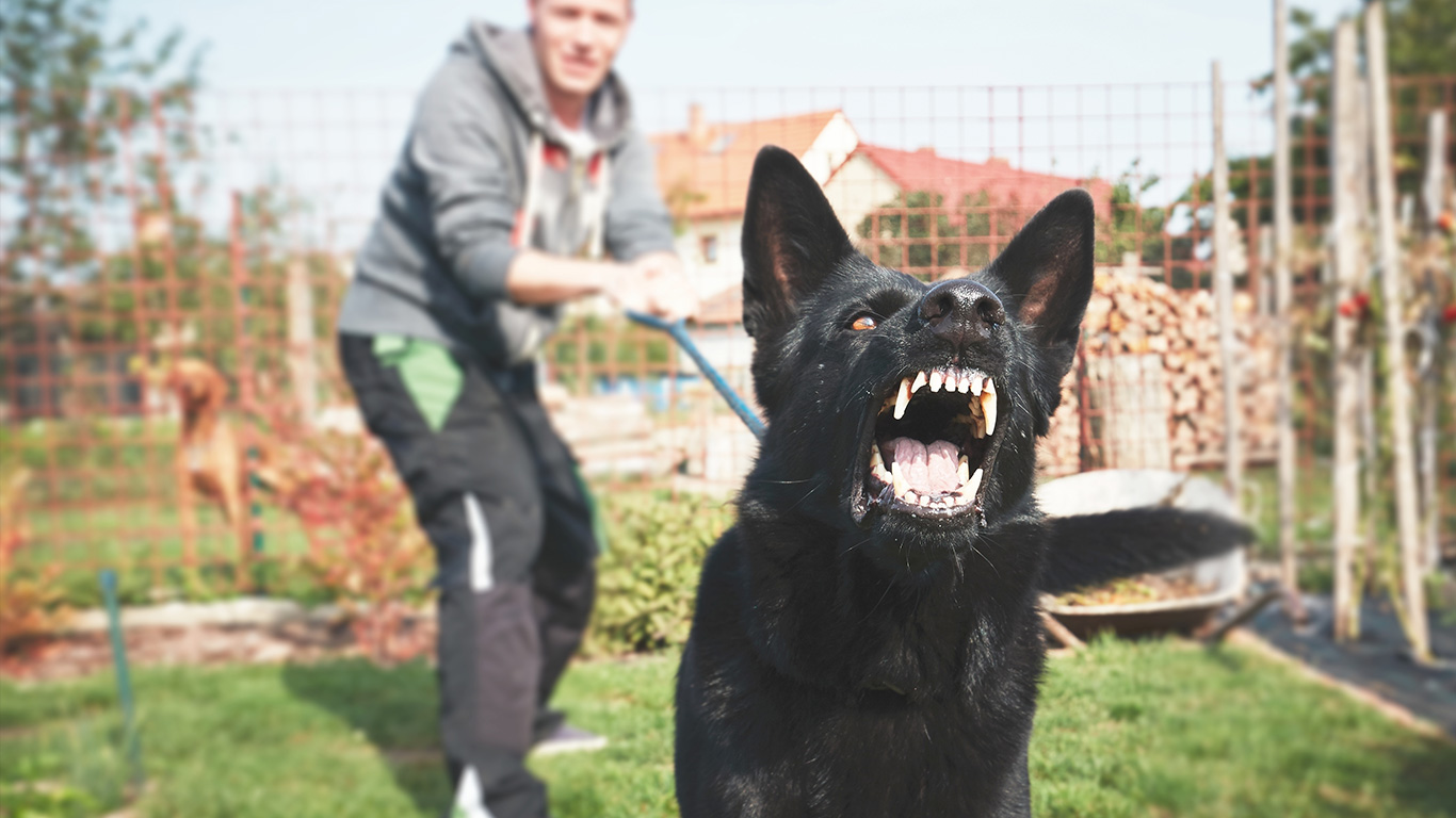 New Orleans Dog Bites Lawyer